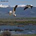 Nature-Pelicans and landscape