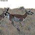 Wildlife-Pronghorn Antelope
