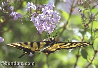 A Swallowtail Butterfly on a lilac bush in a garden in Montana