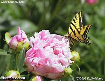 A Swallowtail Butterfly on a Peoni