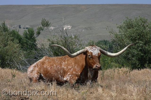 0810.jpg - Longhorn cattle