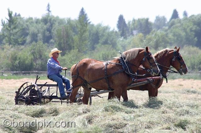0874.jpg - Horse drawn haying in Montana