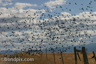 Enormous flock of black birds take flight