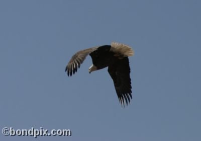 Bald Eagle in flight over Montana