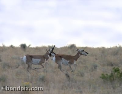 Pronghorn antelope running