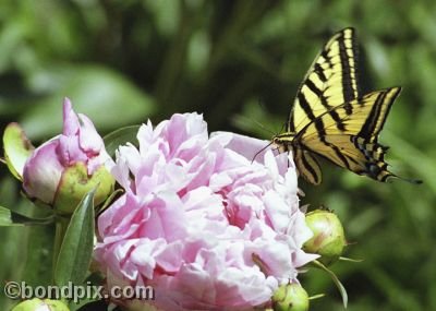 Swallowtail Butterfly on a Peony