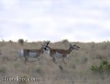 Pronghorn Antelope photo for sale