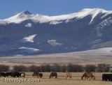 Horses and Mount Powell print to buy