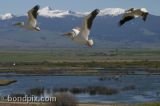 Pelicans in flight over Warm Springs Ponds in Montana