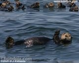A cute print of Sea Otters in Alaskan waters for purchase 
