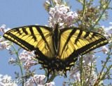 A Swallowtail Butterfly spreads its wings on a lilac bush