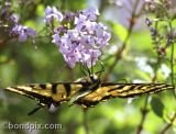 A Swallowtail Butterfly hanging down from a lilac bush
