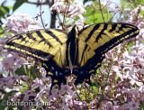 A Swallowtail Butterfly alights on a lilac bush