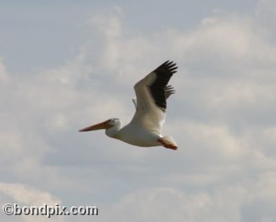 A Pelican flies over Warm Springs ponds in Montana