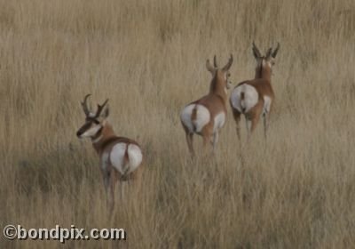 Pronghorn Antelope in Montana