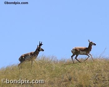 Antelope in the Deer Lodge valley in Montana
