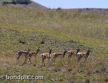 Antelope in the Deer Lodge valley in Montana