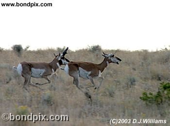 Antelope running