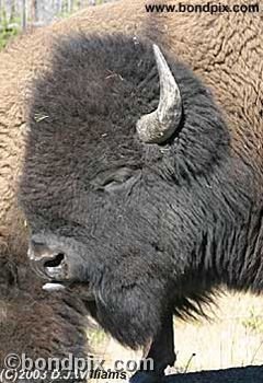 Buffalo, or Bison