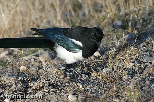 A magpie in Yellowstone Park