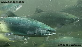 Salmon