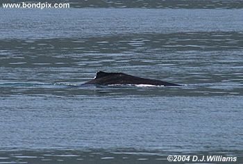 Humpback whale