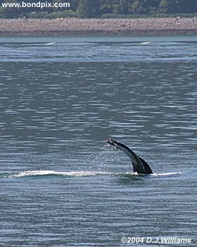 Humpback whale
