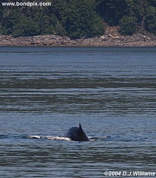 Humpback whale