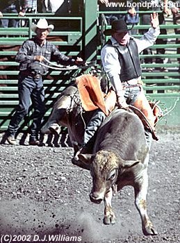 Bull rider at the Helmville Rodeo
