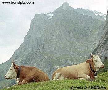 The Swiss Alps