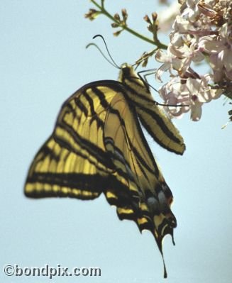 A Swallowtail Butterfly on a lilac bush in a garden in Montana