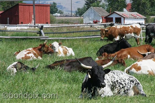 0913.jpg - Grant-Kohrs cattle