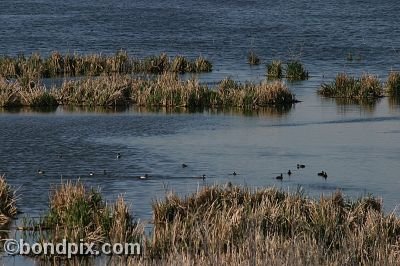 Warm Springs Ponds, Montana