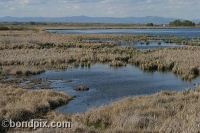 Warm Springs Ponds, Montana