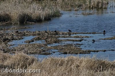 Warm Springs Ponds, Montana