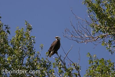 Bald Eagle at Warm Springs Ponds, Montana