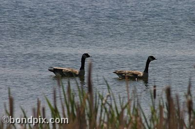Geese on Warm Springs Ponds, Montana