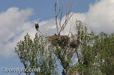 Bald Eagle at Warm Springs Ponds, Montana