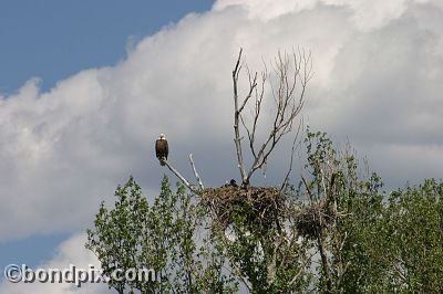 Bald Eagle at Warm Springs Ponds, Montana