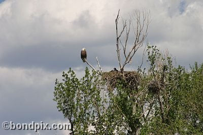 Bald Eagle at Warm Springs Ponds, Montana