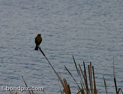 Bird at Warm Springs Ponds, Montana
