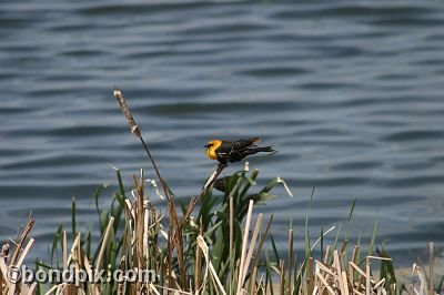Bird at Warm Springs Ponds, Montana