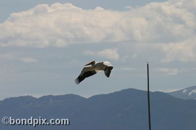 Pelican at Warm Springs Ponds, Montana