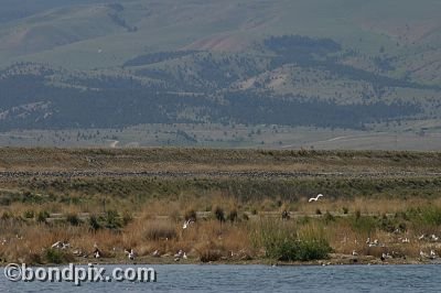 Warm Springs Ponds, Montana