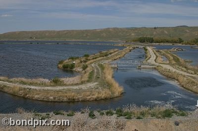 Warm Springs Ponds, Montana