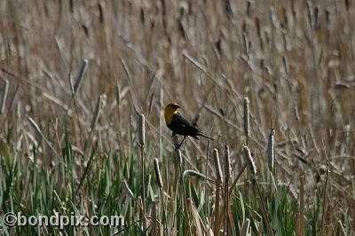 Bird at Warm Springs Ponds, Montana
