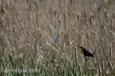 Bird at Warm Springs Ponds, Montana