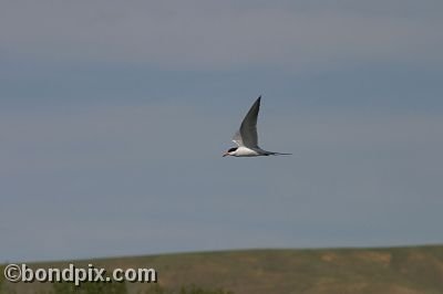 Tern at Warm Springs Ponds, Montana
