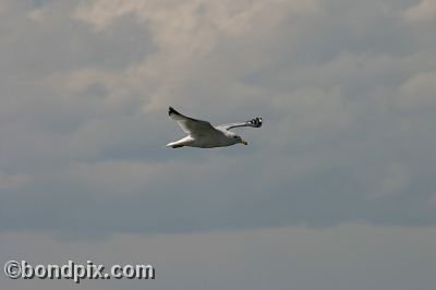 Bird at Warm Springs Ponds, Montana