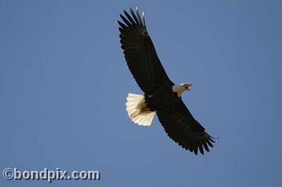 Bald Eagle at Warm Springs Ponds, Montana